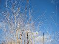 2011-0130_1335_Grasses_5,2C